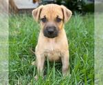 Fiji Pup - Suva - Female Colonial Cocker Spaniel-Unknown Mix Dog for Adoption - Small photo