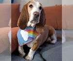 Small #1 Basset Hound