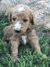 Poodle (Standard) Puppy for sale in LEO, IN, USA