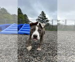 Small #1 American Pit Bull Terrier Mix