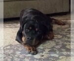 Small #39 Rottweiler