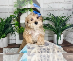 Yo-Chon Puppy for sale in MARIETTA, GA, USA