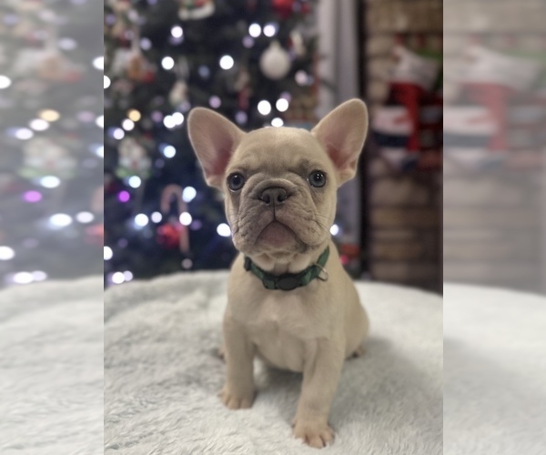 Medium Photo #1 French Bulldog Puppy For Sale in WEATHERFORD, TX, USA