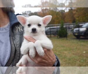 Chihuahua-Unknown Mix Dogs for adoption in Spring Lake, NJ, USA