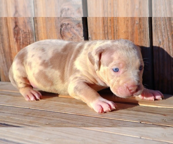 Medium Photo #6 American Bully Puppy For Sale in LOS ANGELES, CA, USA
