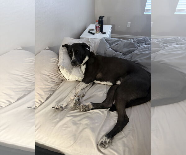 Medium Photo #3 American Pit Bull Terrier-Labrador Retriever Mix Puppy For Sale in Chandler, AZ, USA