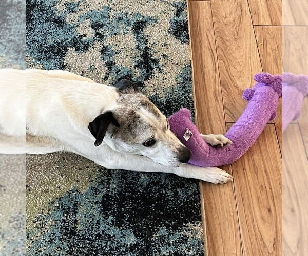 Medium Photo #3 Unknown-Whippet Mix Puppy For Sale in Spring Lake, NC, USA