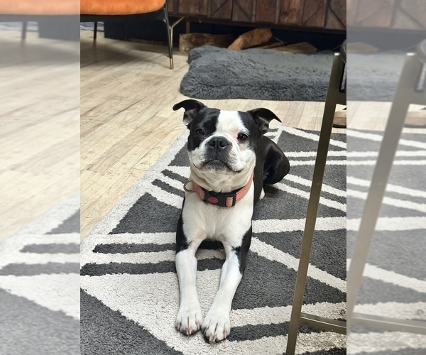 Medium Photo #1 Boston Terrier Puppy For Sale in CARMICHAEL, CA, USA