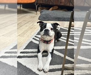 Mother of the Boston Terrier puppies born on 05/05/2025