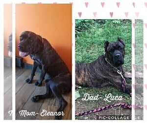 Father of the Cane Corso puppies born on 11/27/2019