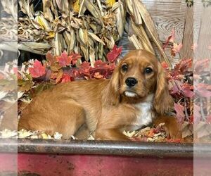Golden Cavalier Puppy for sale in TUSCOLA, IL, USA