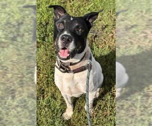 Staffordshire Bull Terrier Dogs for adoption in Fort Lauderdale, FL, USA