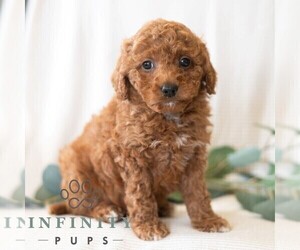 Poodle (Miniature) Puppy for sale in DORNSIFE, PA, USA