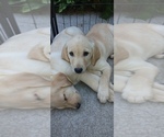 Small Labrador Retriever