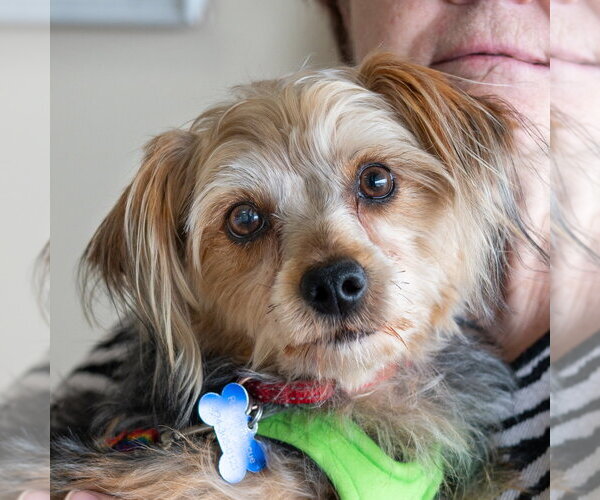 Medium Photo #4 Mutt Puppy For Sale in Mundelein, IL, USA