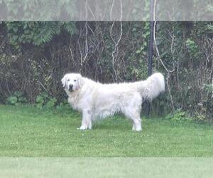 Father of the English Cream Golden Retriever puppies born on 08/10/2025
