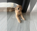Small Photo #22 Golden Retriever Puppy For Sale in ORLANDO, FL, USA
