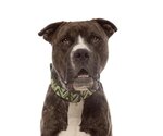 Small #96 American Staffordshire Terrier Mix