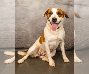 Marigold - Female American Pit Bull Terrier-American Staffordshire Terrier Mix Dog for Adoption - Photo #2