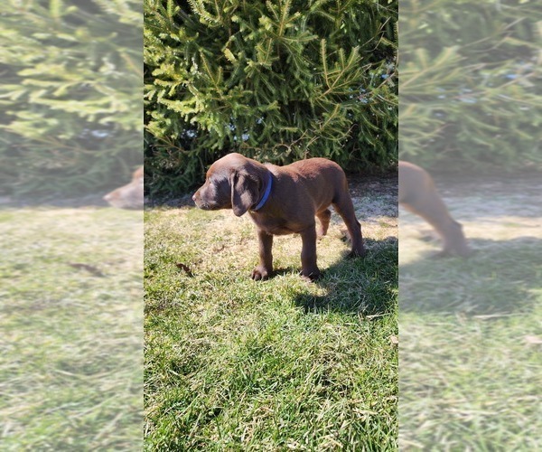Medium Photo #4 Labrador Retriever Puppy For Sale in GREENWOOD, WI, USA