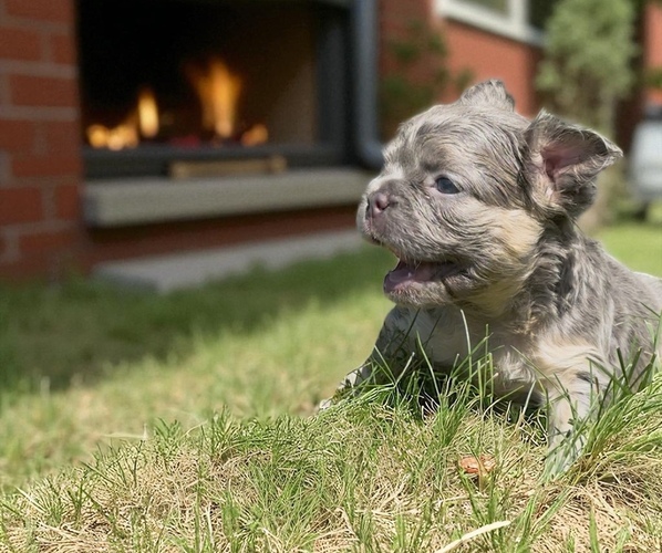 Medium Photo #10 French Bulldog Puppy For Sale in HILLSBOROUGH, NJ, USA
