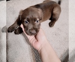 Puppy 2 Flat Coated Retriever-Golden Shepherd Mix