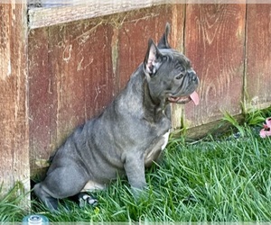 Medium French Bulldog