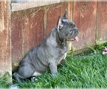 Puppy Bertie French Bulldog
