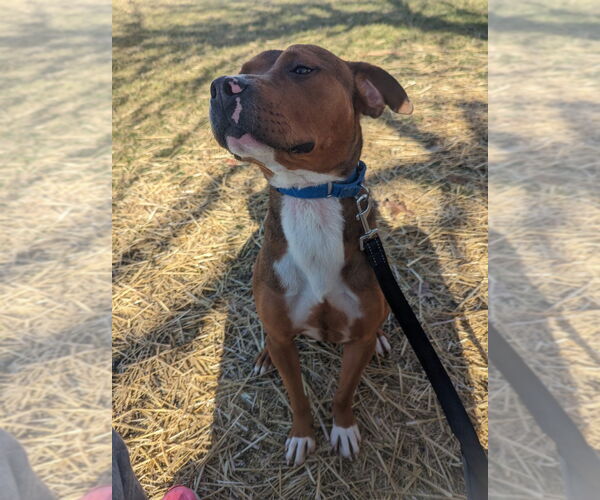 Medium Photo #4 Boxer-Unknown Mix Puppy For Sale in Richmond, IN, USA