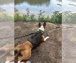 Small #3 Bull Terrier Mix