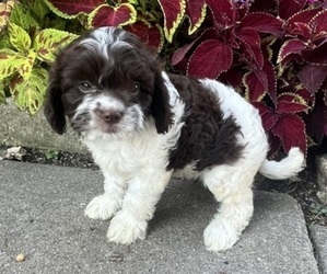 Medium Cavapoo (Miniature)