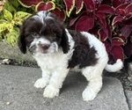 Puppy 5 Cavapoo (Miniature)