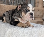 Small #8 English Bulldog