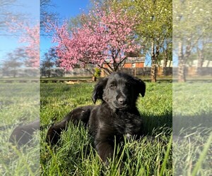 German Shepherd Dog-Goldendoodle Mix Puppy for sale in CULPEPER, VA, USA