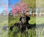 Small Photo #1 German Shepherd Dog-Goldendoodle Mix Puppy For Sale in CULPEPER, VA, USA