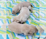 Small #24 Labrador Retriever
