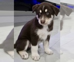 Puppy 2 Alaskan Malamute-Pomsky Mix