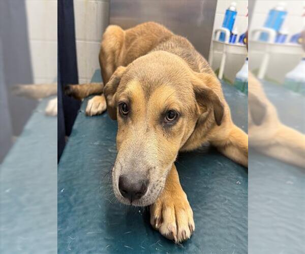 Medium Photo #1 Black Mouth Cur Puppy For Sale in Mobile, AL, USA