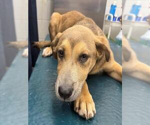 Black Mouth Cur Dogs for adoption in Mobile, AL, USA