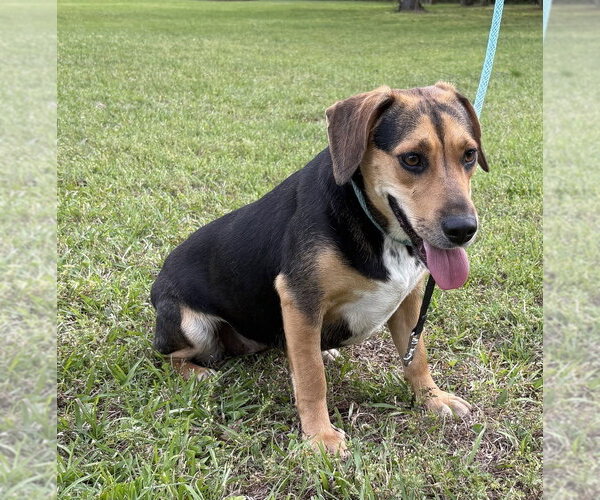 Medium Photo #3 Mutt Puppy For Sale in Boston, MA, USA