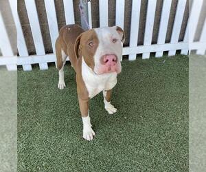 Mutt Dogs for adoption in Modesto, CA, USA