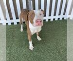 Small Mutt