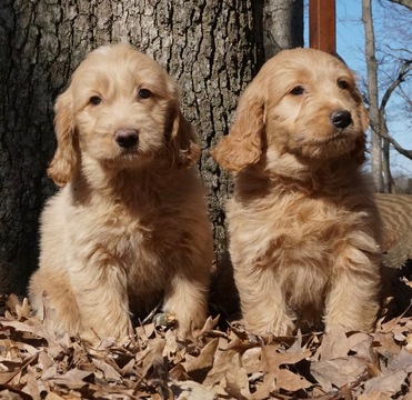 Medium Photo #5 Golden Retriever-Poodle (Toy) Mix Puppy For Sale in WARSAW, IN, USA