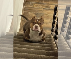 American Bully Puppy for sale in PHILADELPHIA, PA, USA