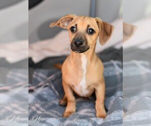 Chiweenie Dogs for adoption in Brewster, NY, USA