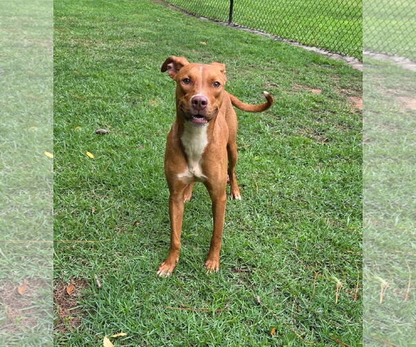 Medium Photo #5 Greyhound-Vizsla Mix Puppy For Sale in Magnolia Springs, AL, USA