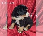 Small #3 Bernese Mountain Dog