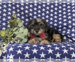 Small Photo #5 YorkiePoo Puppy For Sale in LINCOLN UNIVERSITY, PA, USA