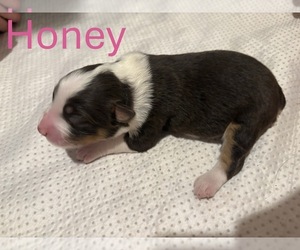 Australian Shepherd Puppy for sale in NEWPORT, NC, USA