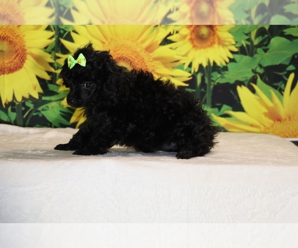 Medium Photo #22 Poodle (Toy) Puppy For Sale in DYERSBURG, TN, USA